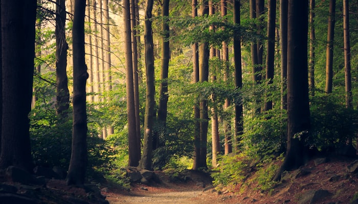 Waldstrasse in den Bergen